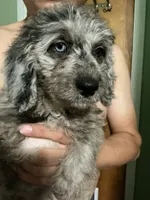 Female Bernedoodle Merle, a male Bernedoodle for sale in Pomona, CA – 2 of 2