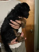 Male Bernedoodle , a male Bernedoodle for sale in Pomona, CA – 2 of 2
