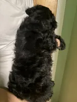 Male Bernedoodle black, a male Bernedoodle for sale in Pomona, CA – 2 of 3