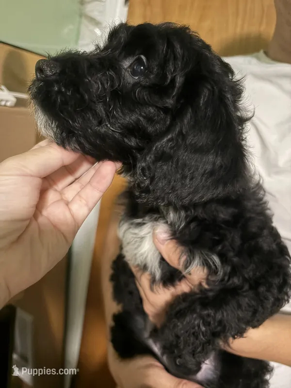 Male Bernedoodle black – Bernedoodle puppy for sale in Pomona, CA