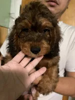 Male Bernedoodle , a male Bernedoodle for sale in Pomona, CA – 1 of 4