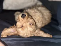Honey , a female Maltipoo for sale in Monett, MO – 5 of 5