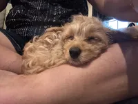 Honey , a female Maltipoo for sale in Monett, MO – 3 of 5