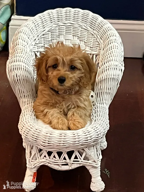 Honey  – Maltipoo puppy for sale in Monett, MO
