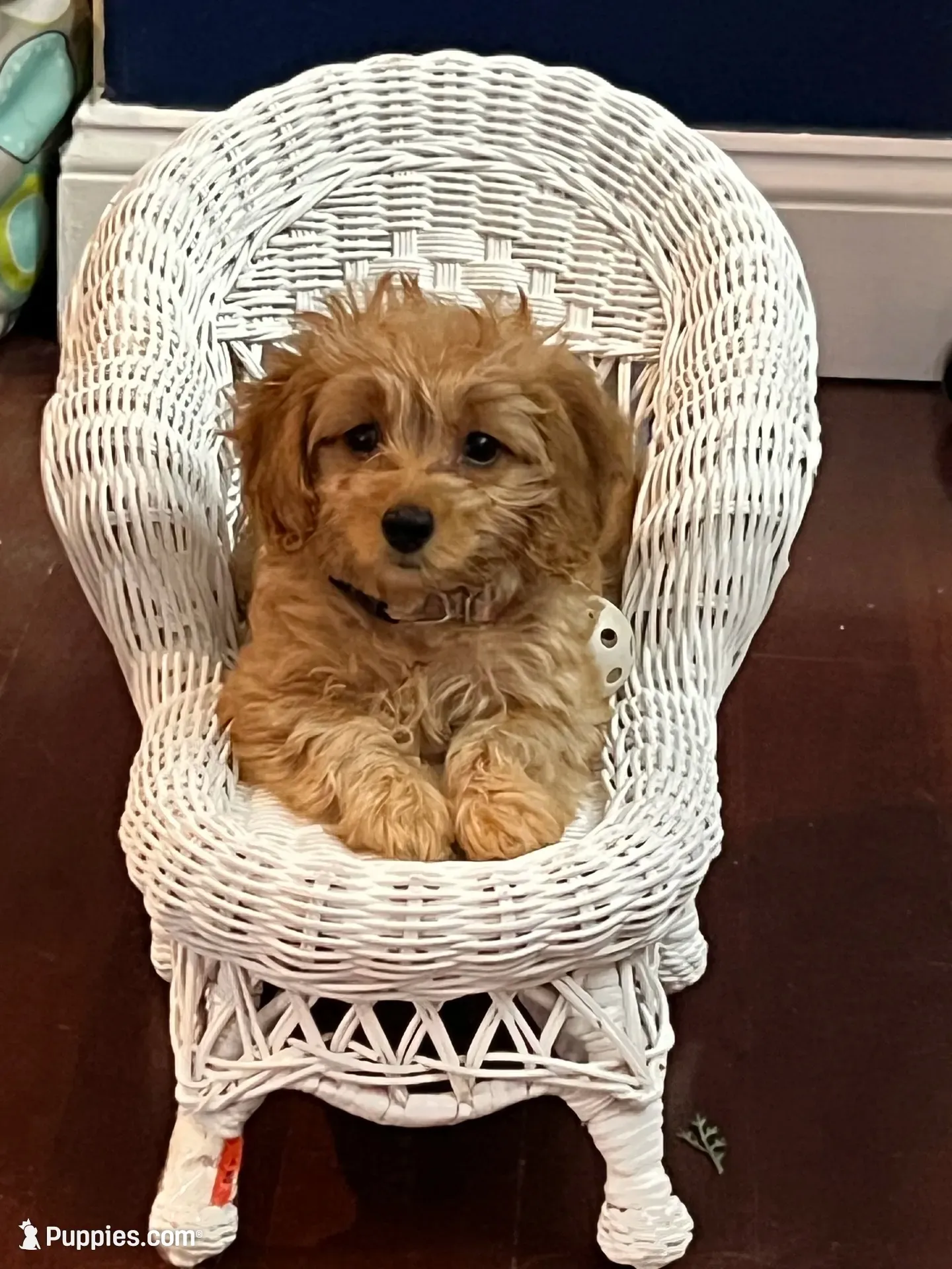 Honey , a female Maltipoo for sale in Monett, MO – 1 of 5