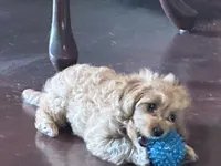 Honey , a female Maltipoo for sale in Monett, MO – 4 of 5