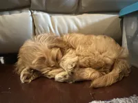 Honey , a female Maltipoo for sale in Monett, MO – 2 of 5
