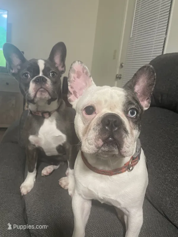 Maple – Frenchton puppy for sale in Johnson City, TN