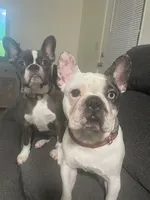 Maple, a female Frenchton for sale in Johnson City, TN – 1 of 3