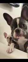 Maple, a female Frenchton for sale in Johnson City, TN – 3 of 3