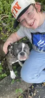 Maple, a female Frenchton for sale in Johnson City, TN – 2 of 3