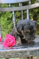 Daffy , a female Miniature Goldendoodle for sale in Winchester, VA – 3 of 8