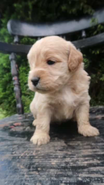 Duke, a male Goldendoodle for sale in Winchester, VA – 9 of 9
