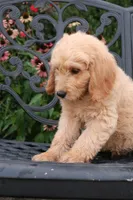 Max, a male Goldendoodle for sale in Winchester, VA – 6 of 8