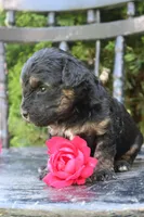 Daffy , a female Miniature Goldendoodle for sale in Winchester, VA – 1 of 8