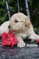 Dahlia , a female Miniature Goldendoodle for sale in Winchester, VA – 3 of 5