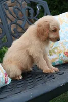 Blaze, a male Miniature Goldendoodle for sale in Winchester, VA – 4 of 7