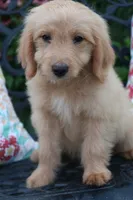 Dandy, a male Miniature Goldendoodle for sale in Winchester, VA – 2 of 5