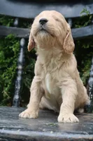Max, a male Goldendoodle for sale in Winchester, VA – 3 of 4