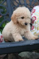 Dahlia , a female Miniature Goldendoodle for sale in Winchester, VA – 4 of 6