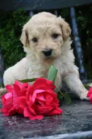 Daisy, a female Miniature Goldendoodle for sale in Winchester, VA – 3 of 5