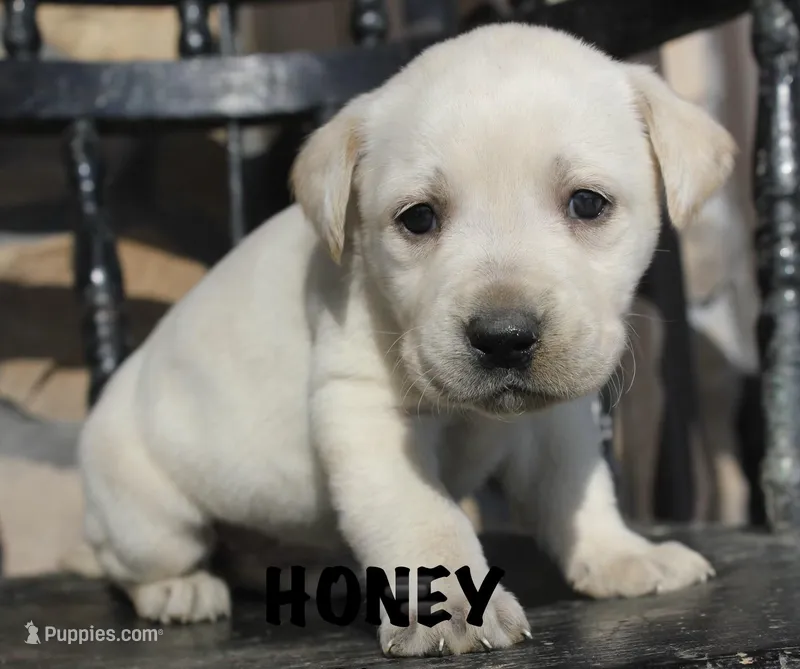 Honey