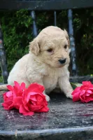 Dahlia , a female Miniature Goldendoodle for sale in Winchester, VA – 4 of 5