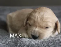 Max, a male Goldendoodle for sale in Winchester, VA – 1 of 2