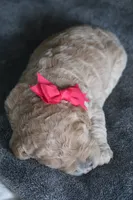 Mabel, a female Goldendoodle for sale in Winchester, VA – 2 of 3