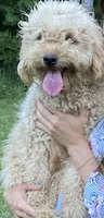 Bell, a female Goldendoodle for sale in Winchester, VA – 2 of 2