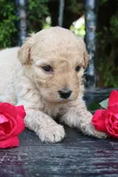 Dahlia , a female Miniature Goldendoodle for sale in Winchester, VA – 2 of 4