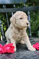 MabelRESERVED, a female Goldendoodle for sale in Winchester, VA – 2 of 4