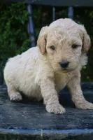 Denver, a male Goldendoodle for sale in Winchester, VA – 3 of 8