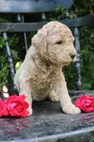 MabelRESERVED, a female Goldendoodle for sale in Winchester, VA – 3 of 4