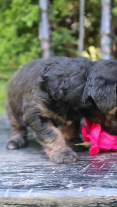 Daffy , a female Miniature Goldendoodle for sale in Winchester, VA – 6 of 8