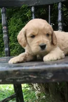 Max, a male Goldendoodle for sale in Winchester, VA – 4 of 4