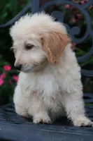 Daisy, a female Miniature Goldendoodle for sale in Winchester, VA – 3 of 6