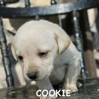 Cookie, a female Labrador Retriever for sale in Winchester, VA – 1 of 1