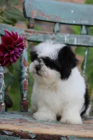 Poppy, a female Shih Tzu for sale in Winchester, VA – Photo 3 of 4