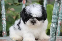 Poppy, a female Shih Tzu for sale in Winchester, VA – Photo 1 of 4