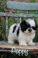 Poppy, a female Shih Tzu for sale in Winchester, VA – Photo 2 of 4
