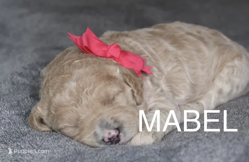 Mabel – Goldendoodle puppy for sale in Winchester, VA