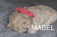 Mabel, a female Goldendoodle for sale in Winchester, VA – 1 of 3
