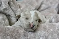 Duchess, a female Miniature Goldendoodle for sale in Winchester, VA – Photo 4 of 5