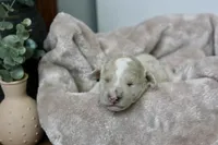 Duchess, a female Miniature Goldendoodle for sale in Winchester, VA – Photo 2 of 5