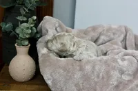 Duchess, a female Miniature Goldendoodle for sale in Winchester, VA – Photo 3 of 5