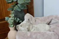 Duchess, a female Miniature Goldendoodle for sale in Winchester, VA – Photo 5 of 5