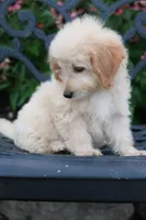 Daisy, a female Miniature Goldendoodle for sale in Winchester, VA – 5 of 6