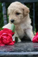 Dahlia , a female Miniature Goldendoodle for sale in Winchester, VA – 2 of 5