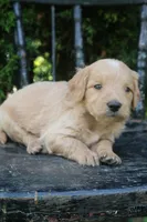 Dandy, a male Goldendoodle for sale in Winchester, VA – 3 of 7